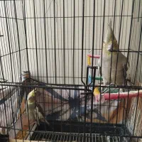 ی جفت عروس هلندی نر ماده بالغ