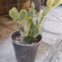 کا کتوس مناسب آپارتمان داخل ساختمانمان