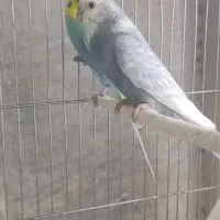 سلام مرغ عشق مولد با دوتا جوجه