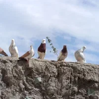 تعدادی هوایی رنگه