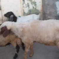 فروش )(ورن شک ۳ سال( درجه ۱ خوشکل (
