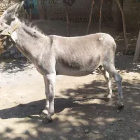 الاغ