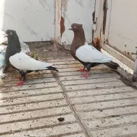 چنتا کفتر