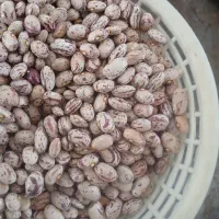 لوبیا درجه ۱