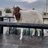فروش دام زنده