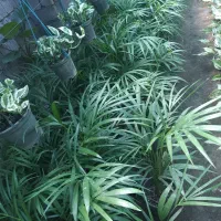 اریکا سطل ۳ونیم
