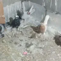 کبوتر پر