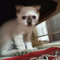 گربه اسکاتیش همیالین