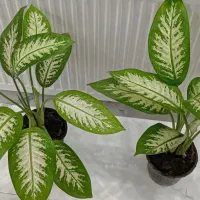 دیفن باخیا مادری تنه قوی
