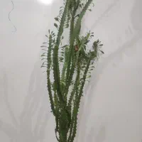 فروش گیاه افوربیا