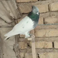 کله سبز ماده کفتر همه چی تمام موقعیت نی‌ریز