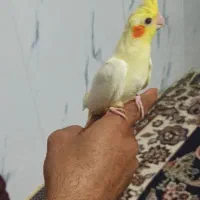 جوجه عروس هلندی دون خور آماده آموزش حرف زدن