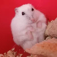 انواع همستر