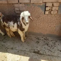 بره نر