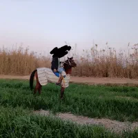 اهواز|اسب و تجهیزات اسبسواری|شادگان, |دیوار