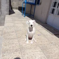 داگو ارژانتینو وارداتی تضمینی واکسن خورده ۳۵ تومن