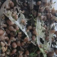 فروش حلزون