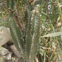 گل و گیاه زینتی باورش خانگی ،مقاوم دربرابر گرما