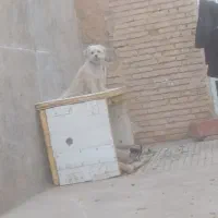 سگ پاپی
