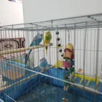 پرنده مرغ  عشق