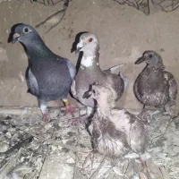 کفتر|پرنده|جنت, |دیوار