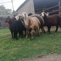توقلی های جوان