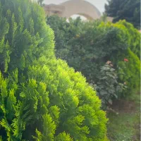 زمین اکازیون