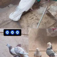 کفتر