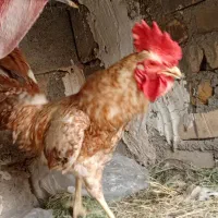 مرغ خروس