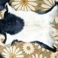 ی جفت پوست بز