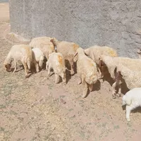 ۶ راس میش و بره داشتی