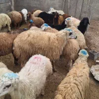 گوسفند|حیوانات مزرعه|کرج, کیانمهر|دیوار