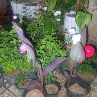 فروش گل|گل و گیاه طبیعی|مشهد, رده|دیوار