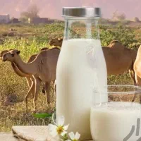 محصولات شتر//بسیارمفید