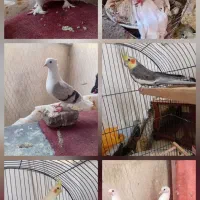 پرندگان خوب فروشی