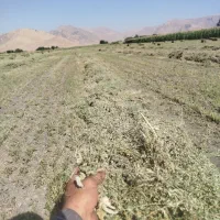 یونجه بدون ساق چین سوم