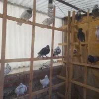 کفتر پرشی  نروماده