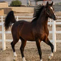 نریان سیلمی کره سهیل