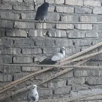 کفتر پرشی|پرنده|قم, پامنار|دیوار