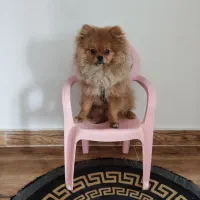 سگ پامر
