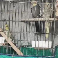 عروس هلندی مولد