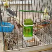 عروس هلندی جفت مولد کار داده جوون،با همه وسایل ..