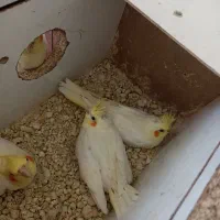 جوجه عروس هلندی سرلاکی
