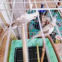 معاوضه چهار جفت عروس البینو