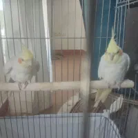 عروس هلندی