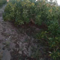 یک هکتار زمین کشاورزی پسته چاه فرهنگیان یزد دربافق