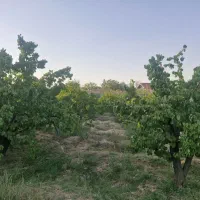فروش-باغ-بسطام