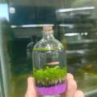 تراریوم چمن شده ماهی زبرا (چمن مونت کارلو)