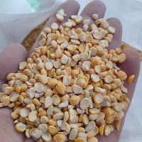 لپه نخود محلی بسیار عالی