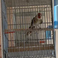 سهره مست مست